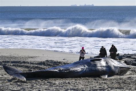 beached dead whale california